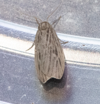 Crambidia pallida