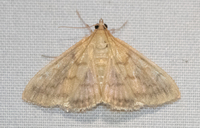 Hahncappsia unidentified species