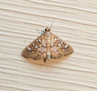 Diastictis baccatalis