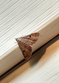 Bleptina caradrinalis