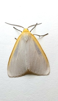 Cycnia tenera