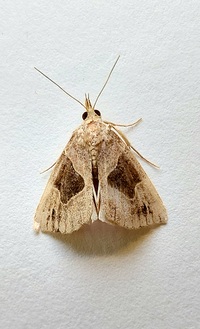 Hypena manalis