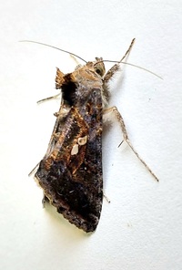 Chrysodeixis includens