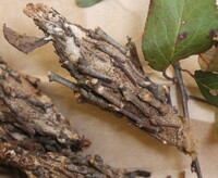 Thyridopteryx ephemeraeformis