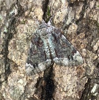Catocala lacrymosa