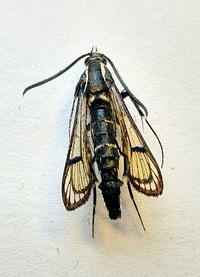 Synanthedon exitiosa