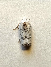 Antaeotricha leucillana