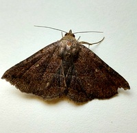 Lesmone detrahens