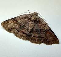 Zale obliqua