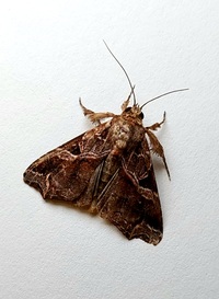 Callopistria floridensis