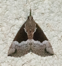 Hypena bijugalis