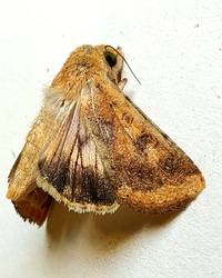 Helicoverpa zea