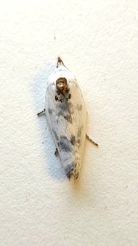 Antaeotricha schlaegeri