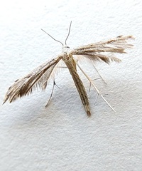 Pselnophorus belfragei