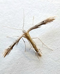 Pselnophorus belfragei