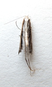 Emmelina monodactyla