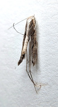 Emmelina monodactyla