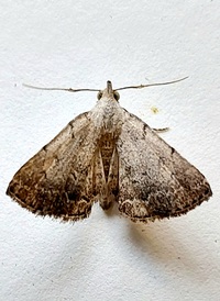 Zanclognatha theralis