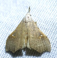 Redectis vitrea