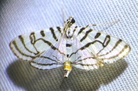 Conchylodes ovulalis