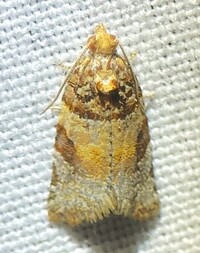 Argyrotaenia kimballi
