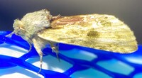 Oedemasia semirufescens