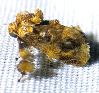Isochaetes beutenmuelleri
