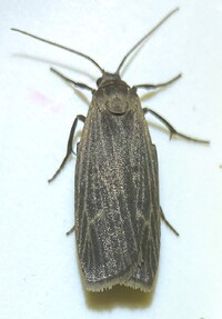 Crambidia uniformis