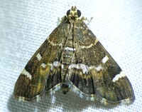 Hymenia perspectalis