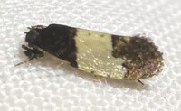 Kearfottia albifasciella