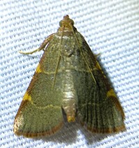 Hypsopygia binodulalis