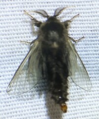 Thyridopteryx ephemeraeformis