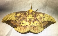 Eacles imperialis