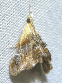 Dicymolomia julianalis