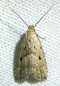 Hypenodes fractilinea