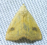 Rivula propinqualis