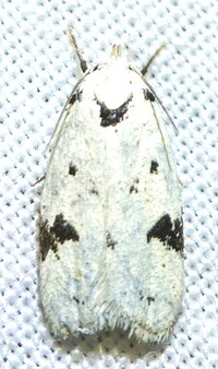 Inga sparsiciliella
