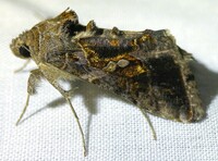 Chrysodeixis includens