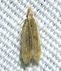Dichomeris punctipennella