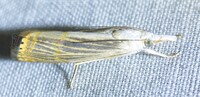 Parapediasia decorellus