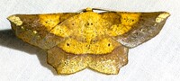 Euchlaena amoenaria