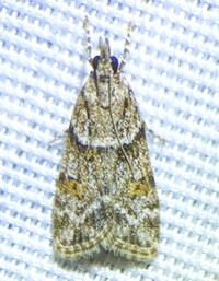 Scoparia biplagialis
