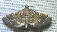 Anageshna primordialis