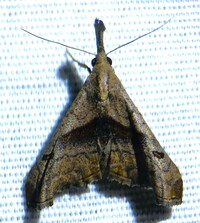 Palthis angulalis