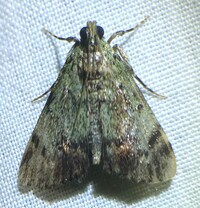 Epipaschia superatalis