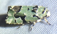 Emarginea percara