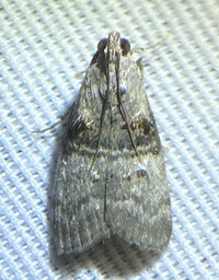 Pococera asperatella