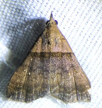 Lascoria ambigualis