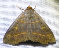 Panopoda rufimargo