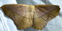 Prochoerodes lineola